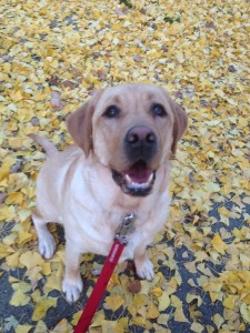Yellow lab, "Gus" smiling on a walk