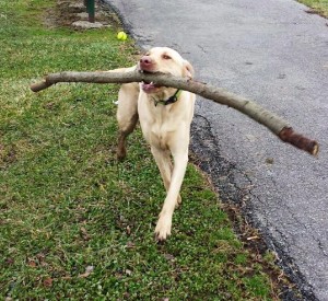 Loki the Lab carrying a stick