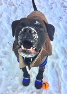 Pit bull "Gavin" wearing dog boots in snow